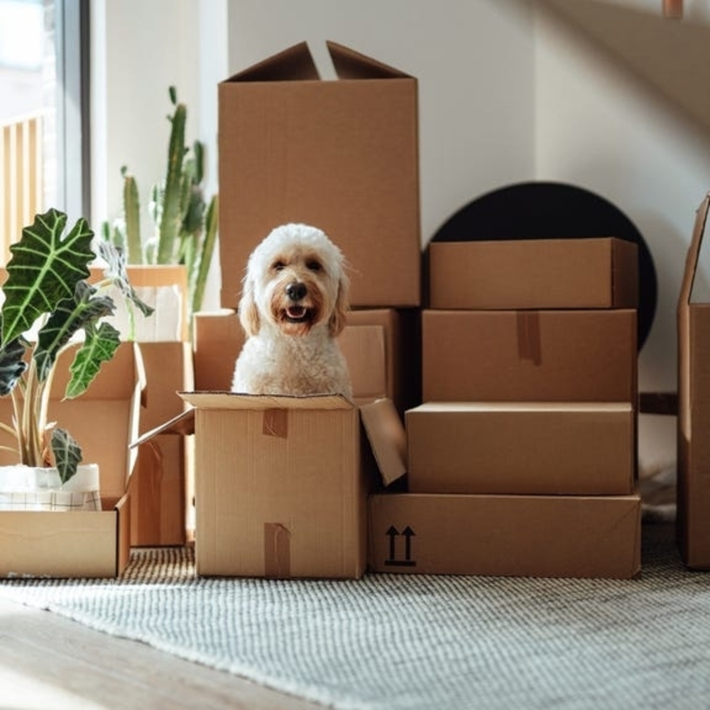 🚚 MOVING SALE! EVERYTHING MUST GO! 🚚